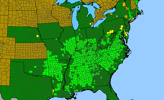 The range of Houstonia purpurea